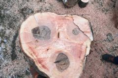 abgesägter Baumstumpf, Baumfällung, Gefahrbaumbeseitigung, Häcksler, Kaminholz, Motorsäge